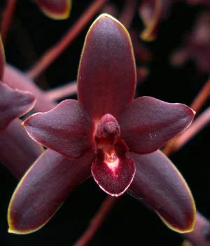 Cymbidium maddidum x Cymbidium canaliculatum var. sparksei Cymbidium La Foresta Orchids 