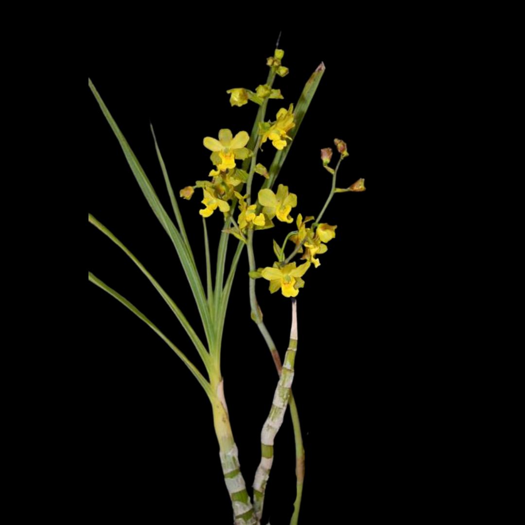 Cyrtopodium andersonii Cyrtopodium La Foresta Orchids 