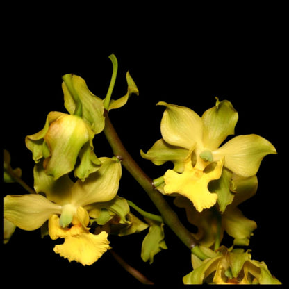 Cyrtopodium andersonii Cyrtopodium La Foresta Orchids 