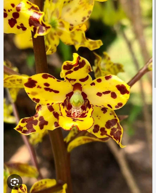 Cyrtopodium buchthienii Cyrtopodium La Foresta Orchids 