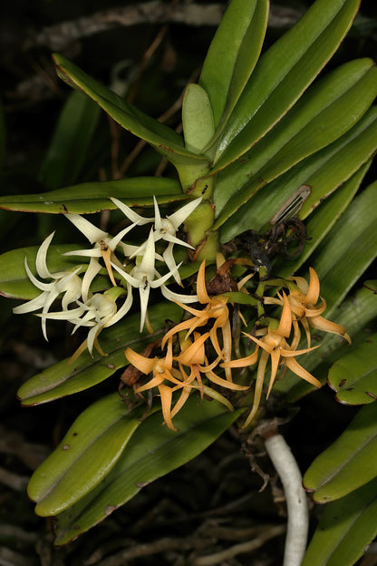 Cyrtorchis arcuata Cyrtorchis La Foresta Orchids 