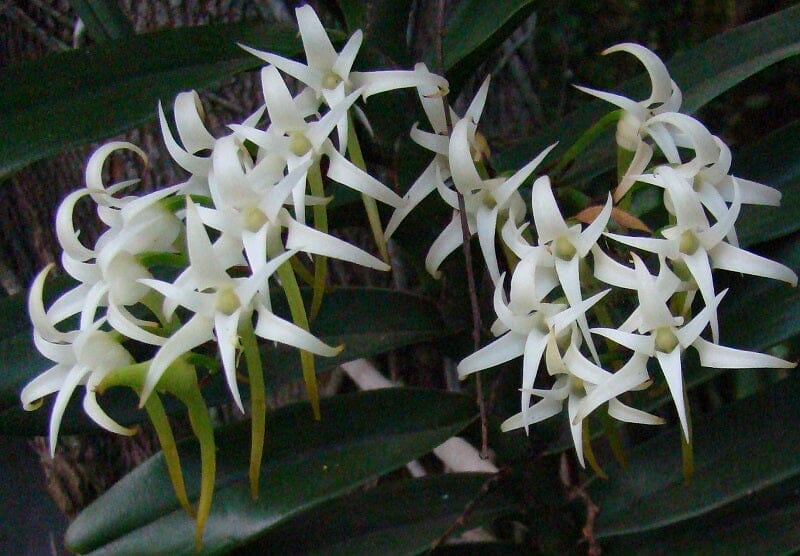 Cyrtorchis arcuata Cyrtorchis La Foresta Orchids 