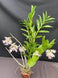Product image thumbnail 4