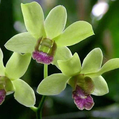 jade orchid plant Dendrobium Burana Jade