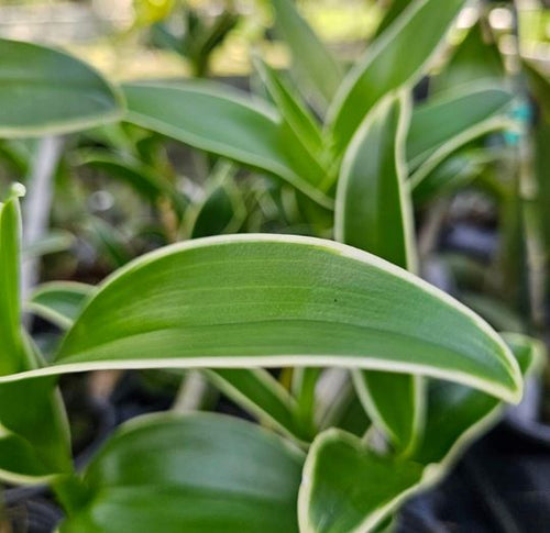dendrobium-burana-sundae-
