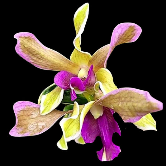 Dendrobium Burana Sundae 'Variegata' Dendrobium La Foresta Orchids 
