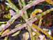 Product image thumbnail 5