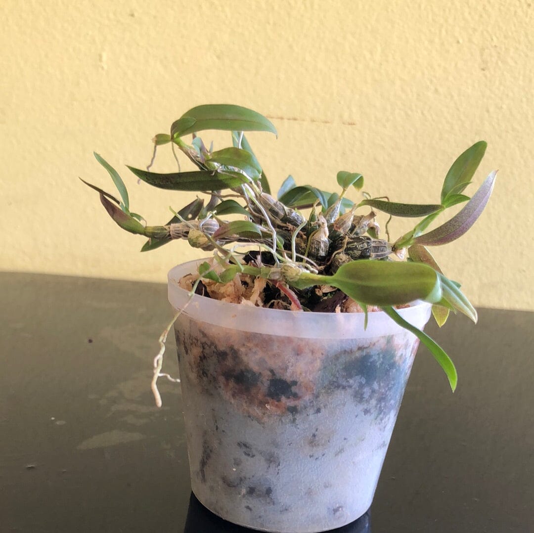 Dendrobium hekouense Dendrobium La Foresta Orchids 