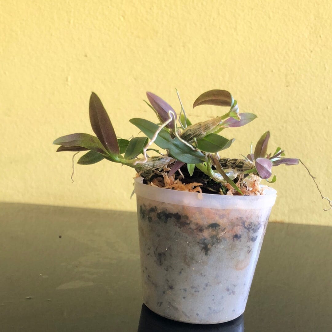 Dendrobium hekouense Dendrobium La Foresta Orchids 