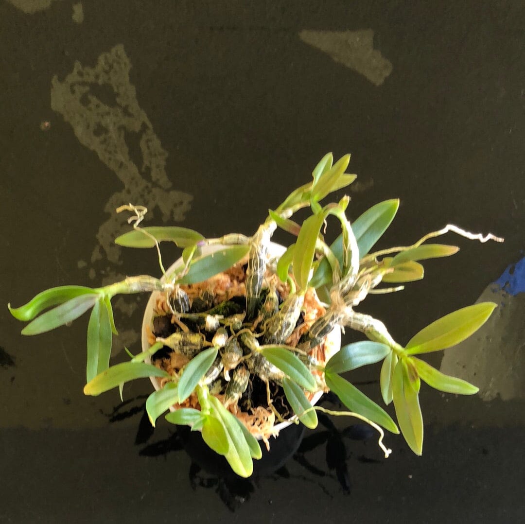 Dendrobium hekouense Dendrobium La Foresta Orchids 