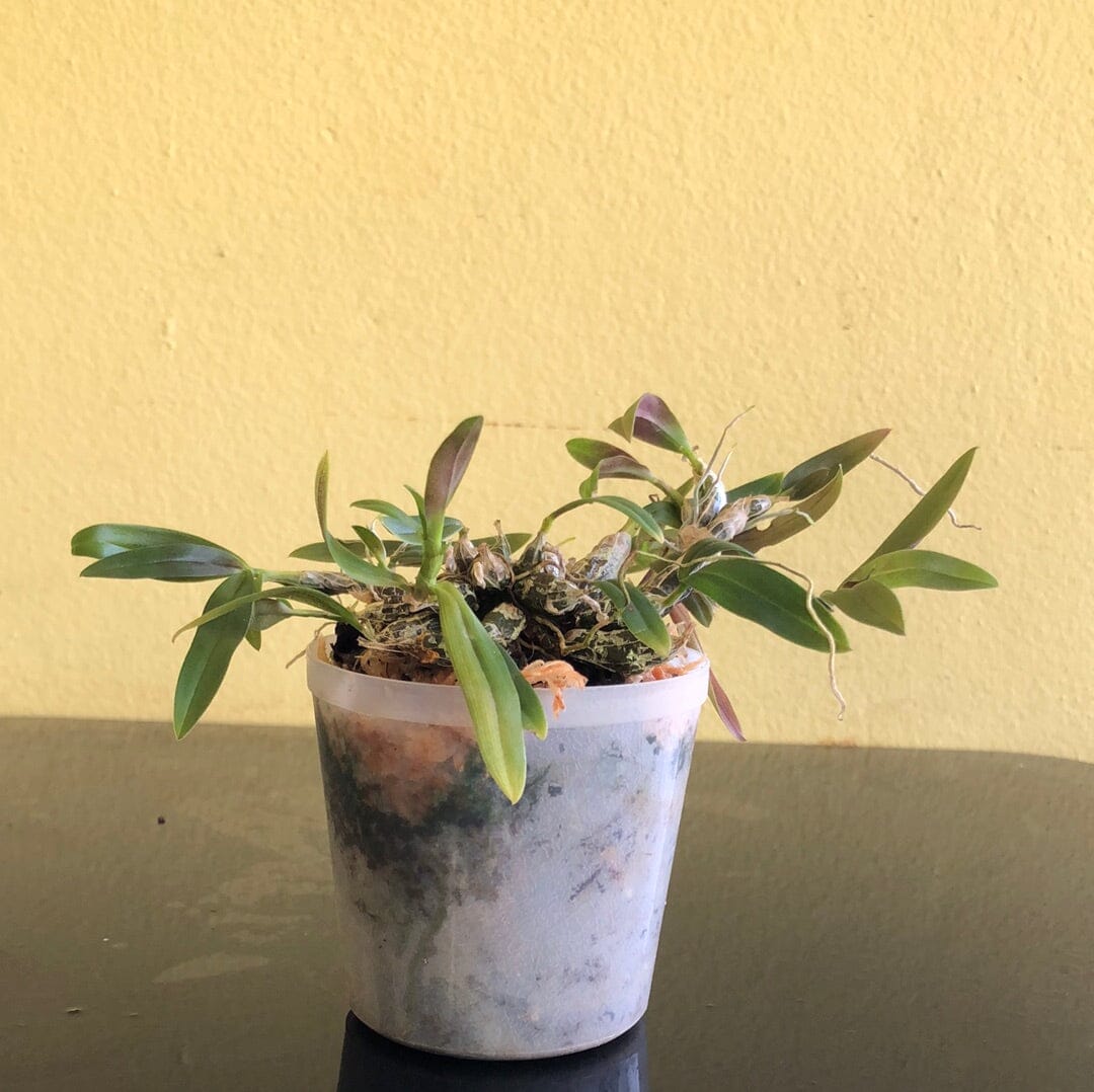 Dendrobium hekouense Dendrobium La Foresta Orchids 