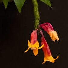 Dendrobium lawesii Dendrobium La Foresta Orchids 