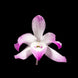 Product image thumbnail 1