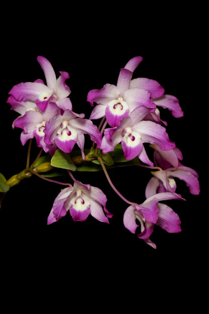 Dendrobium linawianum Dendrobium La Foresta Orchids 