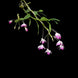 Product image thumbnail 4