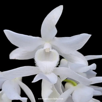 Dendrobium Nestor – La Foresta Orchids Dendrobium Nestor – La Foresta Orchids