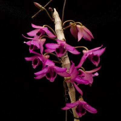 Dendrobium Nestor – La Foresta Orchids