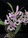 Product image thumbnail 5