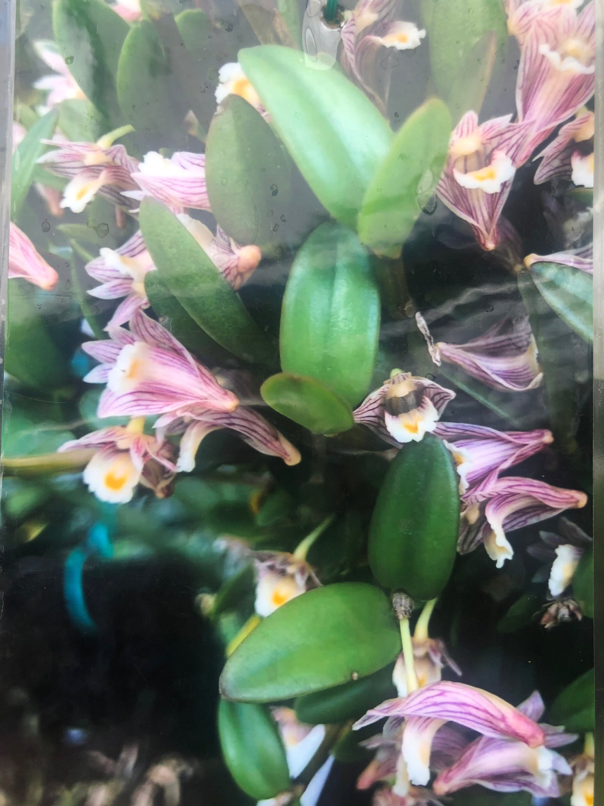 Dendrobium pachyphyllum Dendrobium La Foresta Orchids 