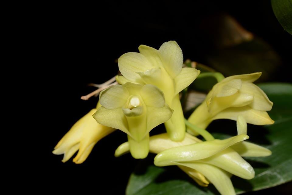 Dendrobium platycaulon Dendrobium La Foresta Orchids 
