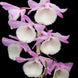 Product image thumbnail 2