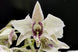 Product image thumbnail 1