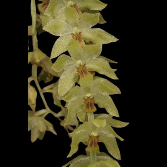 Dendrochilum uncatum Dendrochilum La Foresta Orchids 