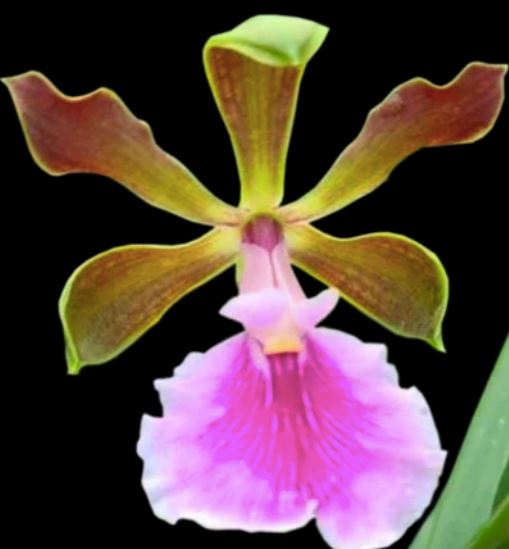 Encyclia cordigera var. roseum x Encyclia cordigera var. alba Encyclia La Foresta Orchids 