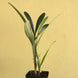 Product image thumbnail 4