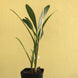 Product image thumbnail 6