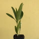 Product image thumbnail 5