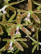 Product image thumbnail 2