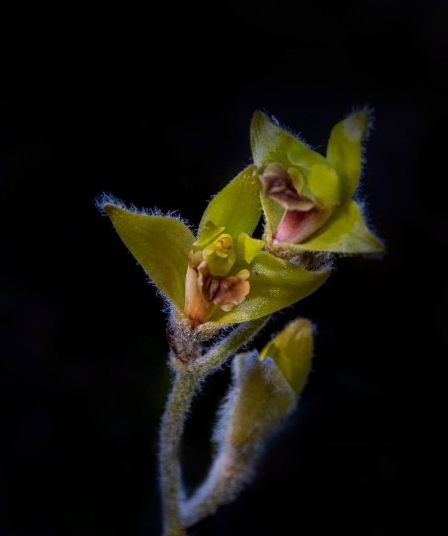 Eria flava Vanda La Foresta Orchids 