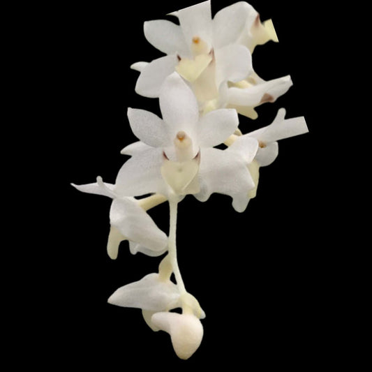 Eria hyacinthoides Eria La Foresta Orchids 
