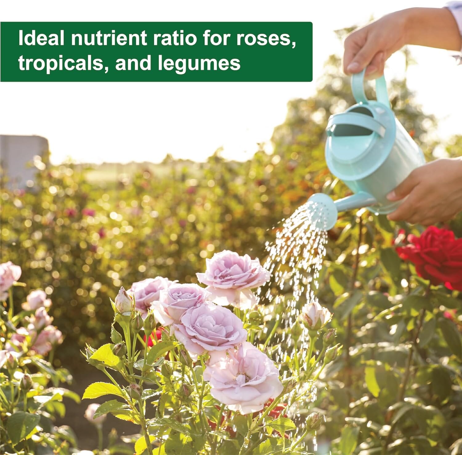 foliage plant fertilizer Fertilizer Additives: Dyna Gro Foliage Pro Plant Dyna Gro Fertilizer Bloom Grow 32oz 1 Quart Liquid