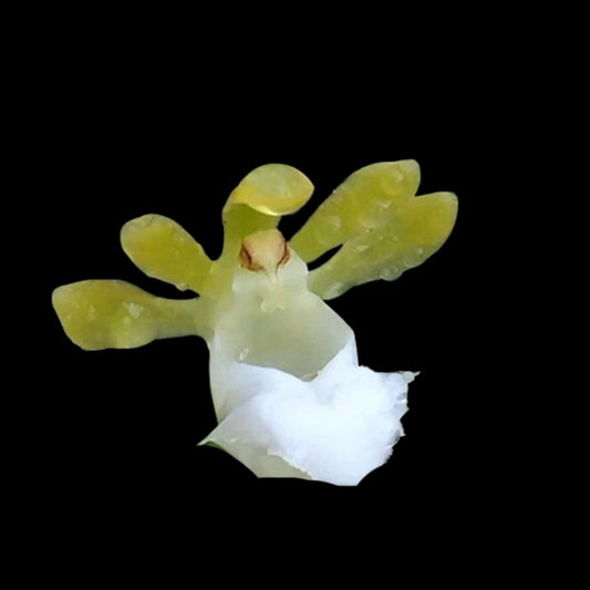 Gastrochilus patinatus var. alba Gastrochilus La Foresta Orchids 