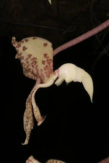 Cymbidium atropurpureum