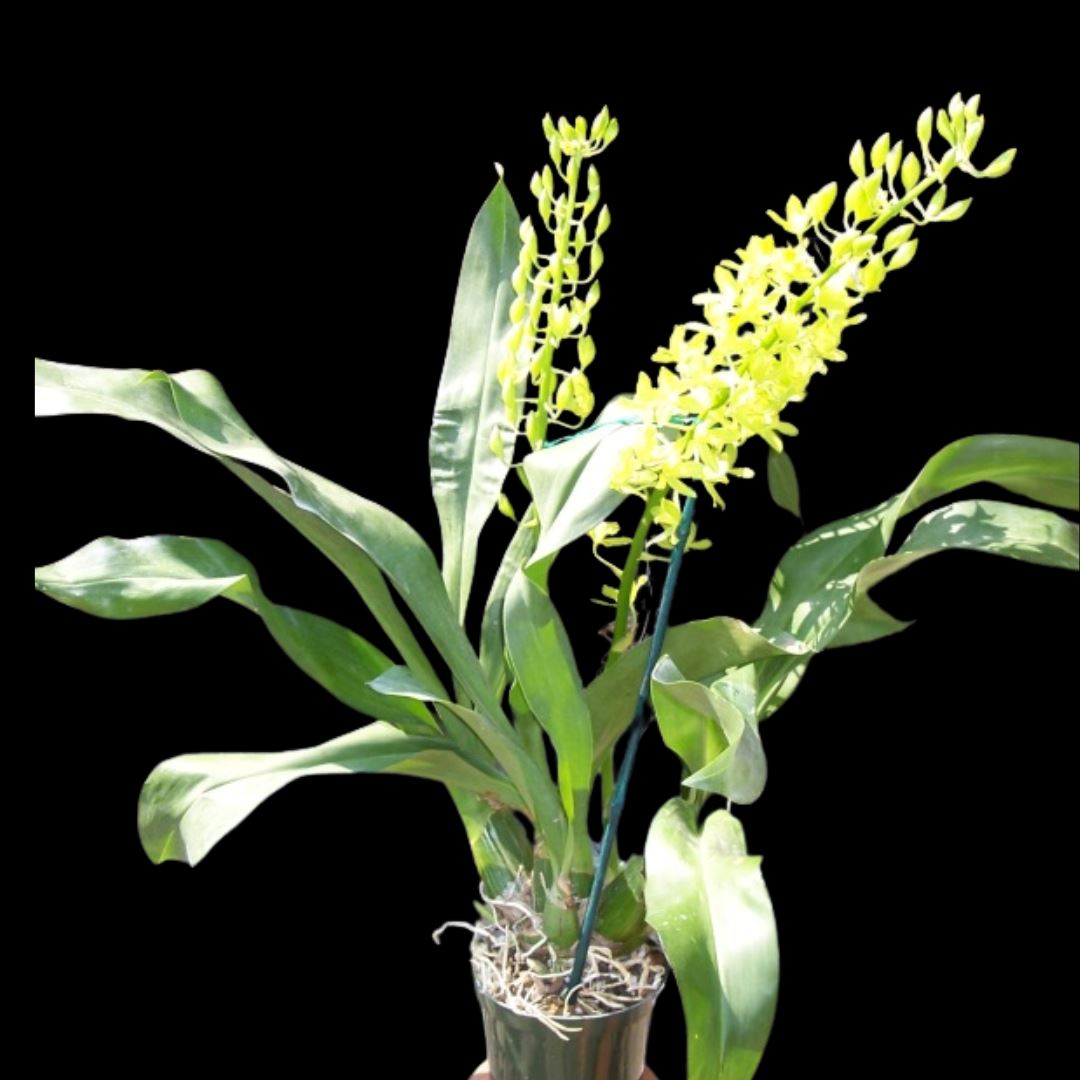 Grammatophyllum scriptum var. citrinum – La Foresta Orchids