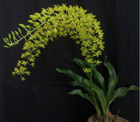 Grammatophyllum scriptum var. citrinum – La Foresta Orchids