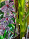 Product image thumbnail 8
