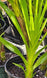 Product image thumbnail 6