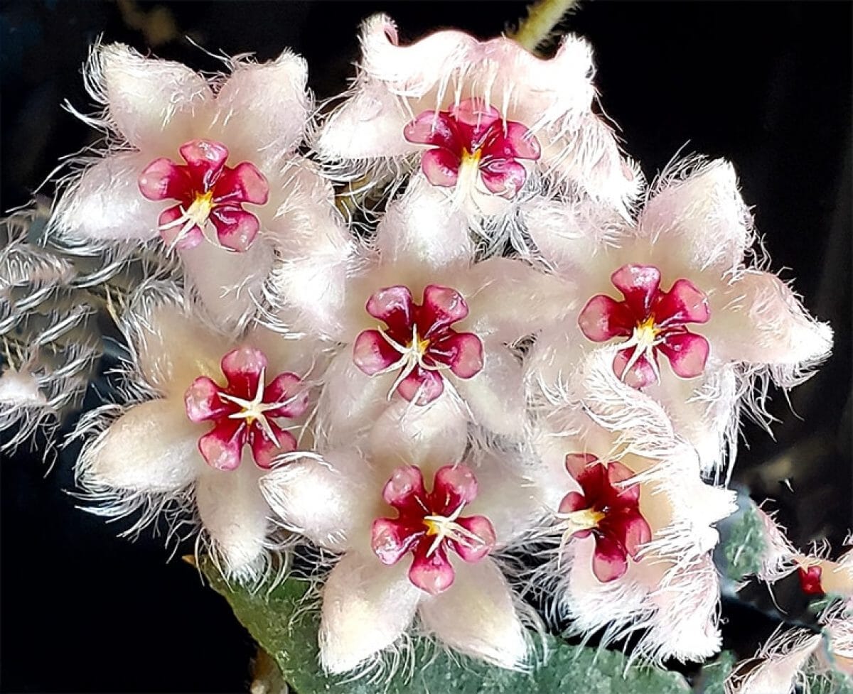 Hoya caudata var. sumatra – La Foresta Orchids