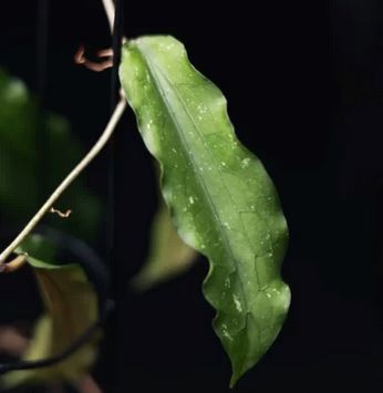 Hoya erythrina var. nara – La Foresta Orchids