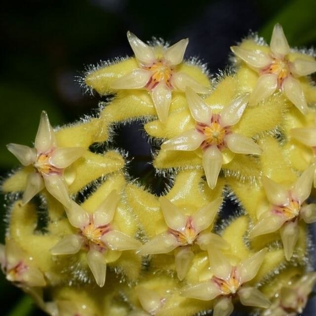 Hoya erythrina var. nara – La Foresta Orchids