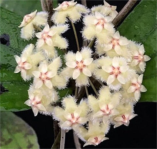 Hoya erythrina var. nara La Foresta Orchids 