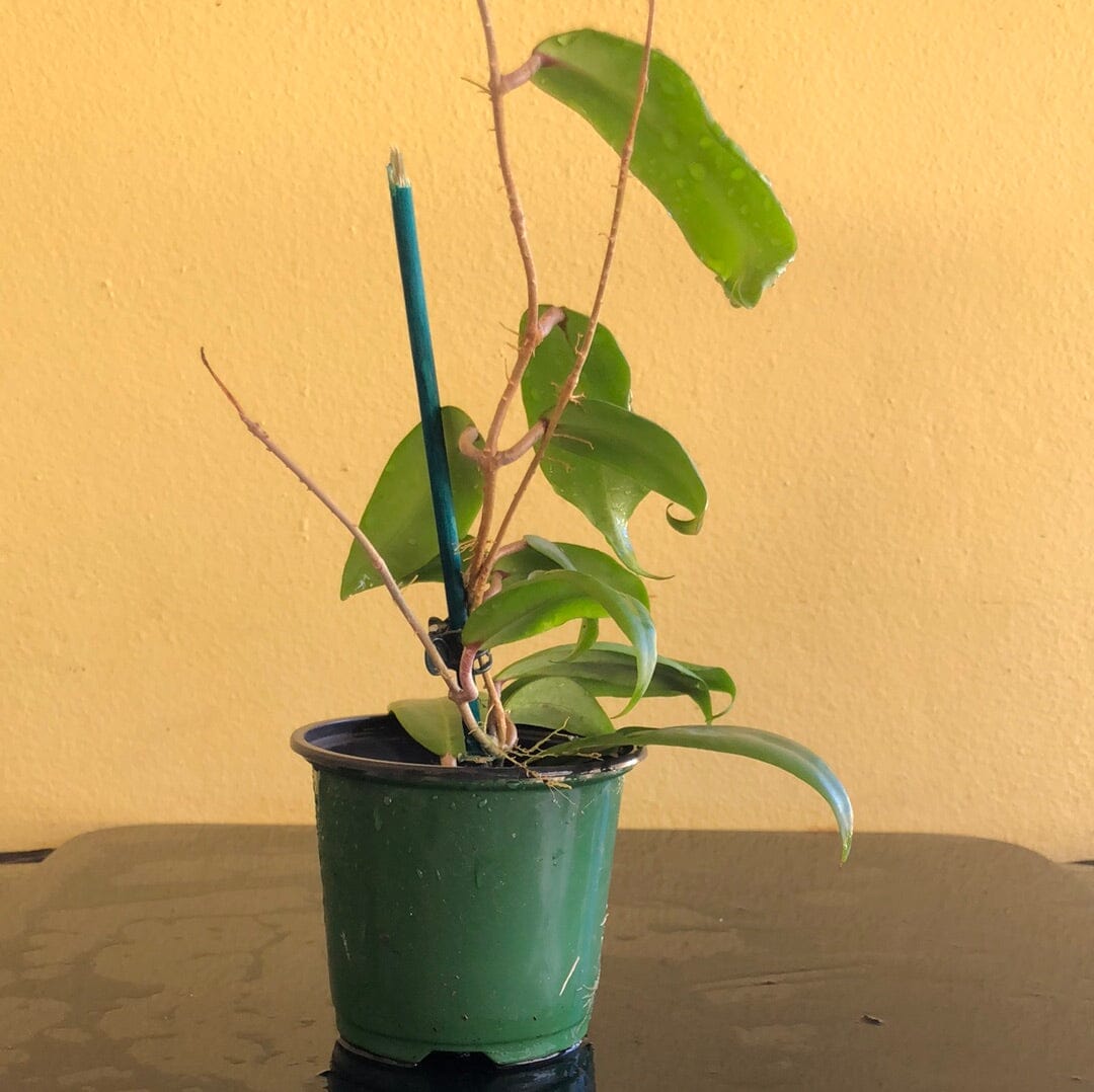Hoya ilagiorum – La Foresta Orchids