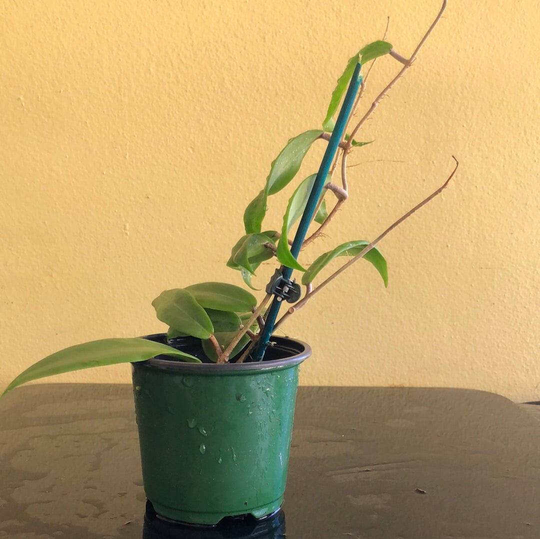 Hoya ilagiorum – La Foresta Orchids