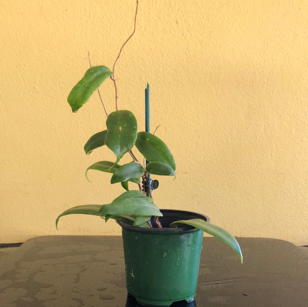 Hoya ilagiorum – La Foresta Orchids
