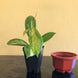 Product image thumbnail 4