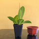 Product image thumbnail 6